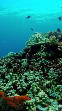 Deniz tüplü dalışı. Su altı renkli tropikal mercan resifi deniz manzarası. Filipinler. Dikey video.