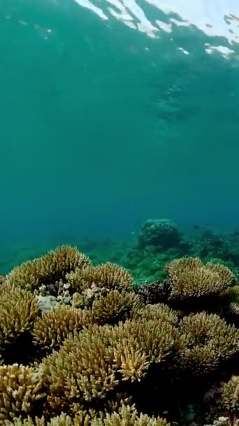 Mořský Útes Pod Vodou Tropická Barevná Podmořská Pláň Korálovým Útesem — Stock video