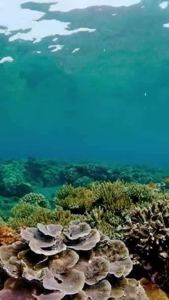Mondo Subacqueo Barriera Corallina Con Pesci All Atto Immersione Giardino — Video Stock