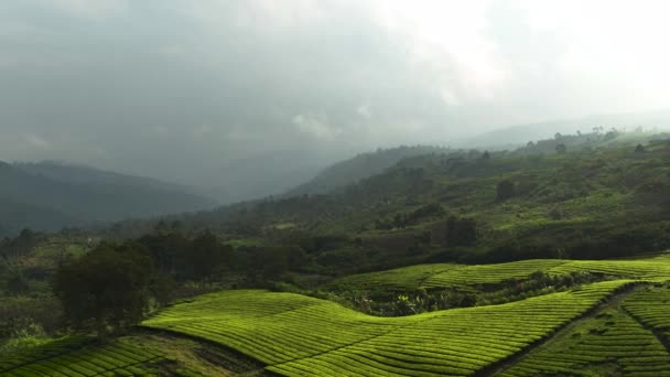 高原地区茶园的俯瞰 茶园景观 Kayu Aro 印度尼西亚苏门答腊 — 图库视频影像