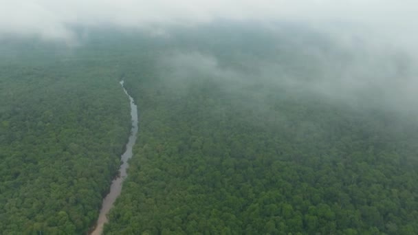 雲を介して熱帯雨林の川の空中ビュー 熱帯の風景やジャングル マレーシアのボルネオ — ストック動画
