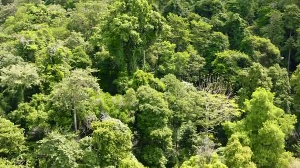 Endonezya Orman Yağmur Ormanları Tropikal Manzara — Stok video