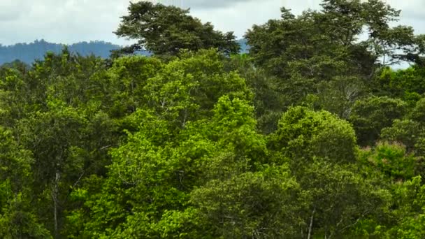 Drone Aérien Forêt Tropicale Jungle Avec Végétation Tropicale Bornéo Malaisie — Video