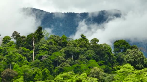 Peisaj Tropical Munți Junglă Borneo Sabah Malaezia — Videoclip de stoc