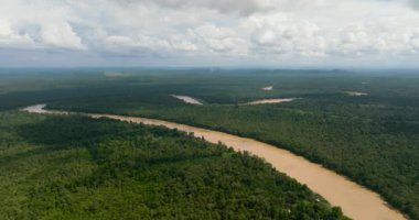 Kinabatangan nehri yağmur ormanları ve ormanların arasında. Borneo, Malezya.