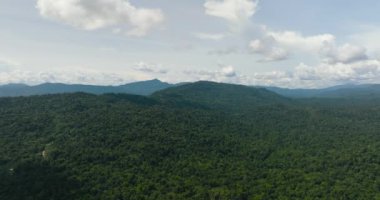 Tropik dağ sırası ve dağ yamaçlarında yağmur ormanları. Borneo, Malezya.