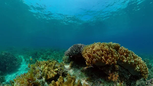 Peces Tropicales Submarinos Colores Maravillosos Hermosos Peces Submarinos Colores Corales — Foto de Stock