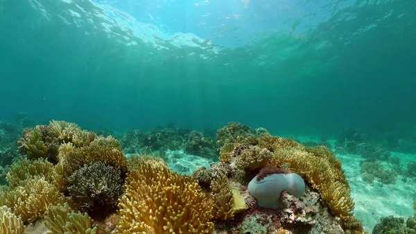 Corales Blandos Duros Arrecife Submarino Peces Escena Coral Arrecife Filipinas — Foto de Stock