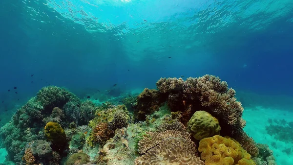 Colorido Arrecife Coral Tropical Corales Duros Blandos Paisaje Submarino Filipinas — Foto de Stock