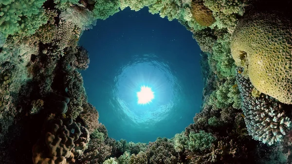 水下世界的珊瑚礁 鱼在潜水 水下的珊瑚花园菲律宾 — 图库照片