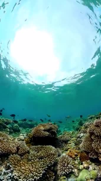 Zeekoraalrif Onderwater Tropische Zee Zeegezicht Tropische Visrifzee Verticale Video — Stockvideo