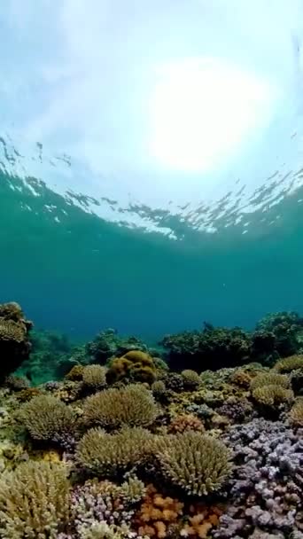 Recifes Corais Tropicais Coloridos Recifes Corais Tropicais Peixes Corais Subaquáticos — Vídeo de Stock
