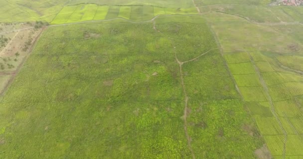 Pemandangan Udara Dari Perkebunan Teh Lereng Bukit Lanskap Teh Estate — Stok Video