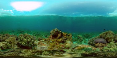 Tropikal Deniz Burnu Su Altında Yaşam. Tropik sualtı balığı. Filipinler. 360 panorama VR