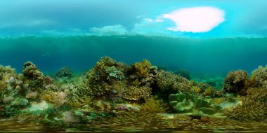 Tropikal mercan resifleri. Balıklarla, sert ve yumuşak mercanlarla. Su altı videosu. Filipinler. 360 panorama VR
