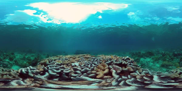 Риф Корал Сцена Тропические Подводные Морские Рыбы Жесткие Мягкие Кораллы — стоковое фото