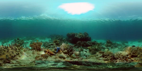 Undervattens Färgglada Tropiska Fiskar Tropiska Undervattensfiskar Filippinerna Virtuell Verklighet 360 — Stockfoto