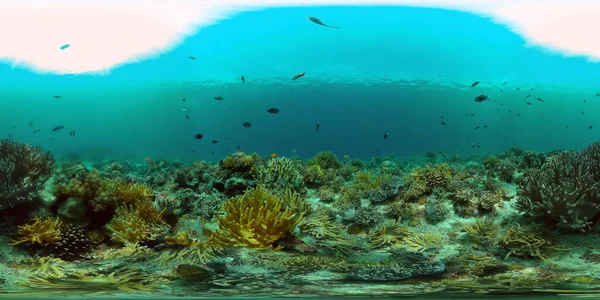 Σκηνή Κοραλλιού Πολύχρωμο Υποβρύχιο Θαλασσινό Τοπίο Όμορφο Μαλακό Κοράλλι Κοραλλιογενής — Φωτογραφία Αρχείου