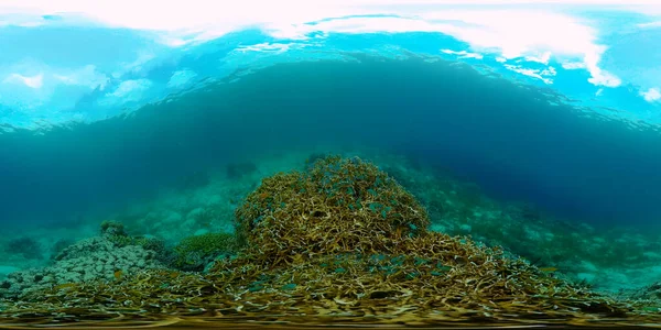 Tropisk Färgstark Undervattenskust Undervattensvärlden Med Färgad Fisk Och Ett Korallrev — Stockfoto