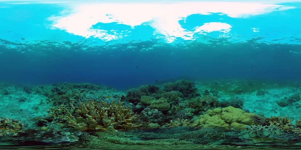 Красивый Подводный Пейзаж Тропическими Рыбами Кораллами Филиппины 360 Панорама — стоковое фото