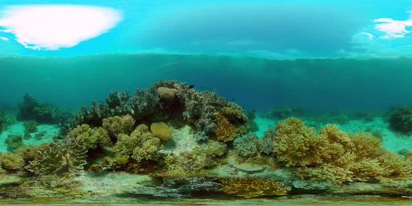 Färgglada Tropiska Korallrev Scenrevet Havsliv Havsvärld Filippinerna 360 Panorama — Stockfoto