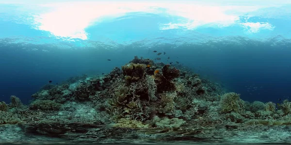 Κοραλλιογενής Τροπικός Κήπος Τροπικά Υποβρύχια Ψάρια Πολύχρωμο Τροπικό Κοραλλιογενή Ύφαλο — Φωτογραφία Αρχείου