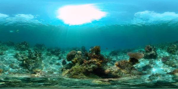 Undervattens Färgglada Tropiska Fiskar Underbara Och Vackra Undervattensfärgglada Fiskar Och — Stockfoto