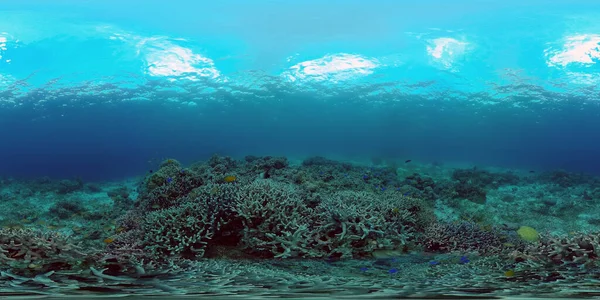 Υποβρύχια Ύφαλο Σκηνή Κοραλλιού Θαλασσινό Τοπίο Φιλιππίνες 360 Panorama — Φωτογραφία Αρχείου