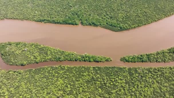 热带地区的红树林和雨林 Menumbok森林保护区 Borneo Sabah Malaysia — 图库视频影像