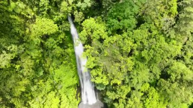 Yağmur ormanlarındaki şelale. Tropik dağ ormanında Pulang-Tubig Şelalesi. Zenciler, Filipinler.