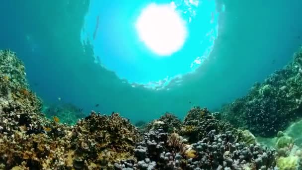 Szene Aus Riffkorallen Tropische Unterwasserfische Hart Und Weichkorallen Unterwasserlandschaft — Stockvideo