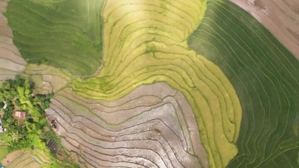菲律宾农村农田和稻田概览 — 图库视频影像