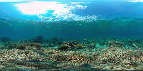 Trópusi Halak Korallzátonyok Búvárkodáskor Gyönyörű Víz Alatti Világ Korallokkal Halakkal — Stock Fotó