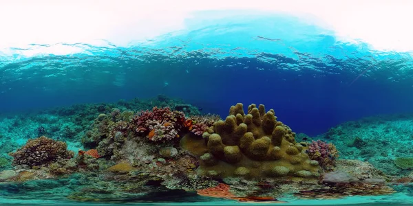 Tropische Unterwasserfische Farbenprächtiges Tropisches Korallenriff Szenenriff Philippinen Virtuelle Realität 360 — Stockfoto