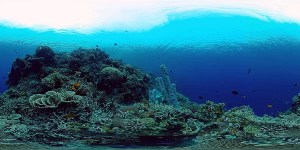 Peces Tropicales Submarinos Colores Peces Tropicales Submarinos Filipinas Realidad Virtual — Foto de Stock