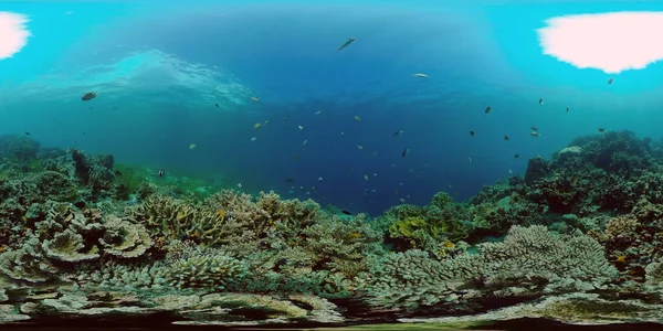 Korallzátony Jelenet Színes Víz Alatti Tengerfenék Gyönyörű Puha Korall Tengeri — Stock Fotó