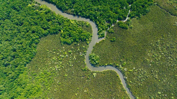 Drone Aereo Mangrovie Foresta Pluviale Sull Isola Del Borneo Malesia — Foto Stock