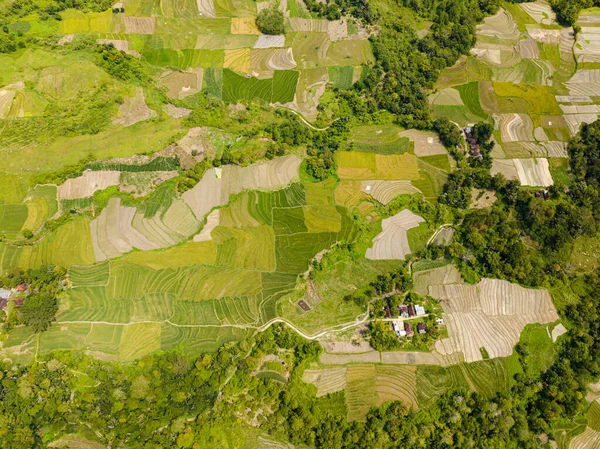 Αεροφωτογραφία Των Ορυζώνων Και Της Γεωργικής Γης Στις Τροπικές Περιοχές — Φωτογραφία Αρχείου