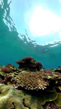 Resif mercan sahnesi. Renkli sualtı deniz manzarası. Güzel yumuşak mercan. Deniz mercan kayalıkları. Dikey video.