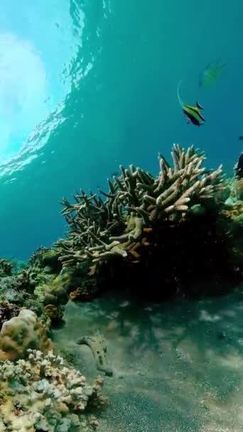 Риф Коралловый Тропический Сад Тропические Подводные Морские Рыбы Красочный Тропический — стоковое видео