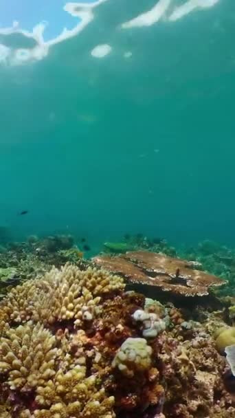 Trópusi Színes Víz Alatti Tengerek Coral Garden Víz Alatti Élénk — Stock videók