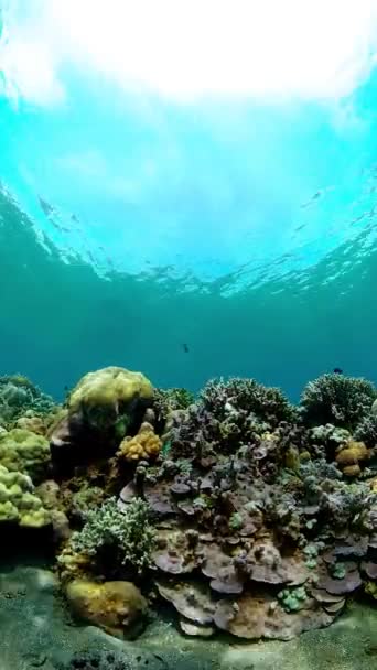 Sealife Duiken Bij Een Koraalrif Prachtige Kleurrijke Tropische Vissen Levendige — Stockvideo