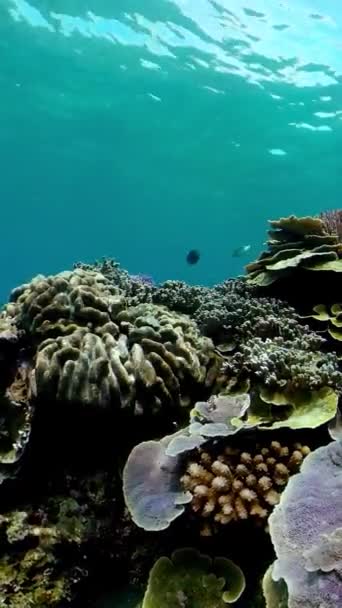 Подводные Красочные Тропические Рыбы Тропические Подводные Рыбы Вертикальное Видео — стоковое видео
