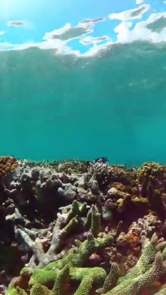 Onderwater Zeevissen Tropische Vissen Koraalriffen Onder Water Verticale Video — Stockvideo
