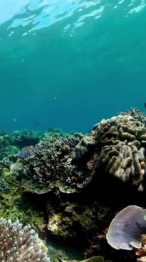 Tropik sualtı balığı. Renkli tropikal mercan resifi. Sahne resifi. Dikey video.