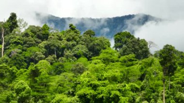 Malezya 'da orman ve dağlar. Borneo. Sabah.