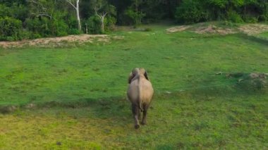 Fil 'in hava aracı ulusal parkın rezervinde. Sri Lanka 'da vahşi hayvanlar.