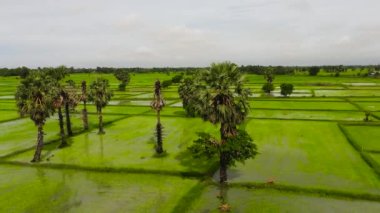 Top view of green rice fields in the countryside. Sri Lanka.