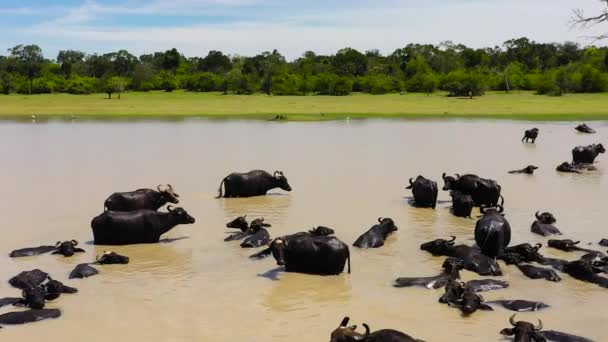 Aerial Drone Herd Buffaloes Cooling Lake Hot Day Sri Lanka — Stock Video