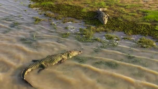 Crocodile Sur Rive Réservoir Sri Lanka — Video